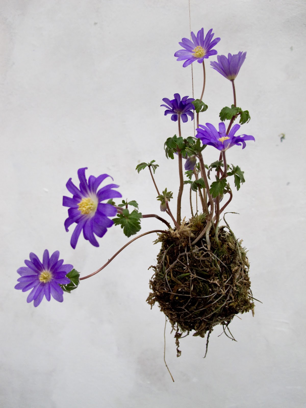 Fedor van der Valk  – hanging planters – string garden