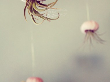 Jelly fish air plant – Petitbeast – etsy shop