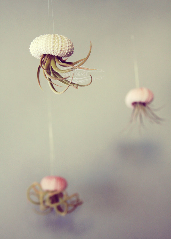 Jelly fish air plant – Petitbeast – etsy shop