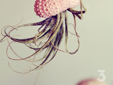 Jelly fish air plant – Petitbeast – etsy shop