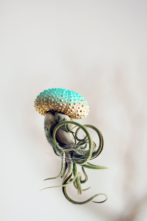 Jelly fish air plant – Petitbeast – etsy shop