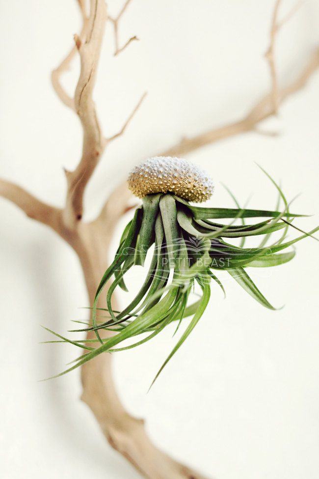 Jelly fish air plant – Petitbeast – etsy shop