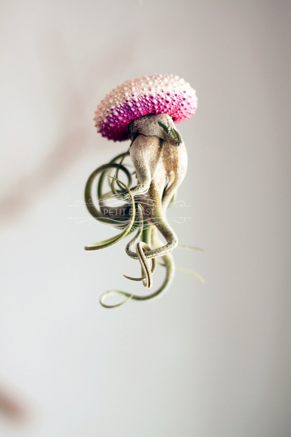 Jelly fish air plant – Petitbeast – etsy shop