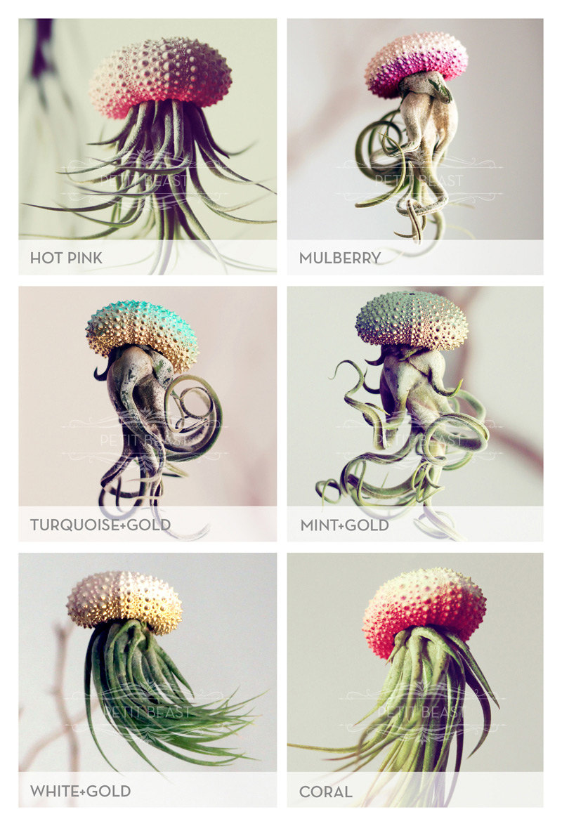 Jelly fish air plant – Petitbeast – etsy