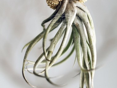 Jelly fish air plant – Petitbeast shop