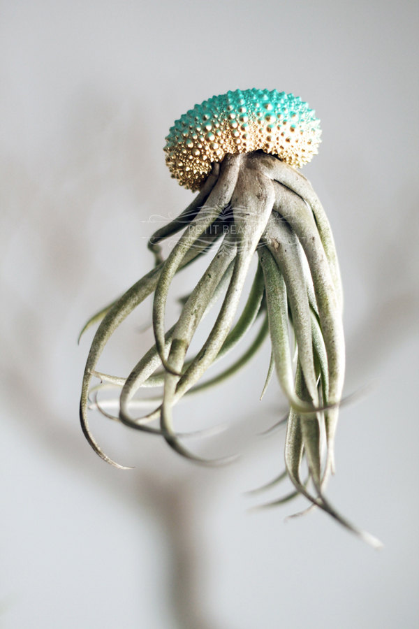 Jelly fish air plant – Petitbeast shop