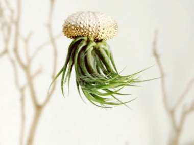 Jelly fish air plant – Petitbeast