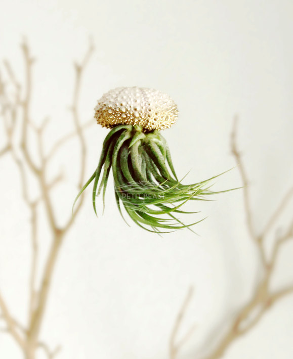 Jelly fish air plant – Petitbeast