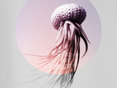 Jelly fish air plant – Petitbeast