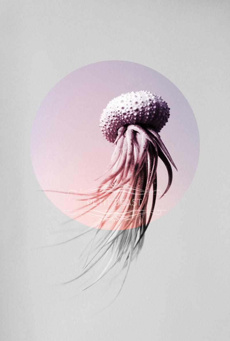 Jelly fish air plant – Petitbeast