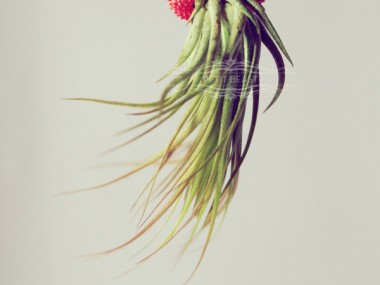 meduse art- Petitbeast