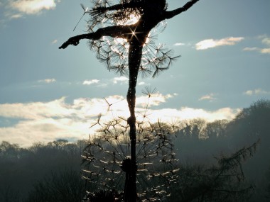 Robin Wight – fil de fer sculptures pissenlit