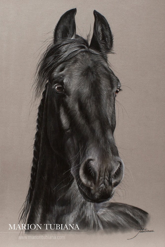 Marion Tubiana – Horse Pastels frison