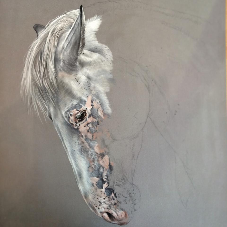 Tubiana Marion – Pastels et photographies / pastel equin in progress