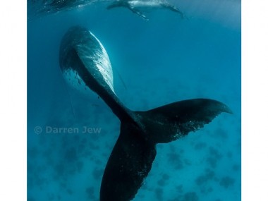 Beautiful under sea photography – Darren Jew – Australia