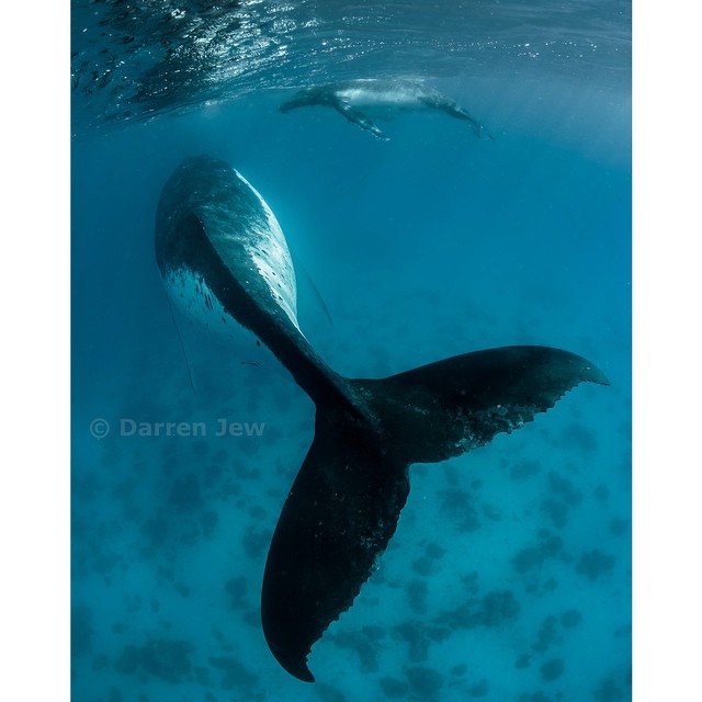 Beautiful under sea photography – Darren Jew – Australia