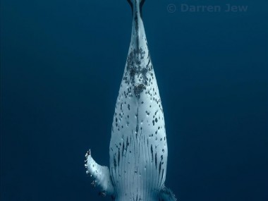 Darren Jew – Young male humpback