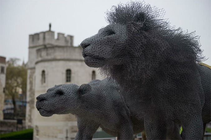 Kendra Haste – lion – sculpture fil de fer – grillages / Galvanised wire