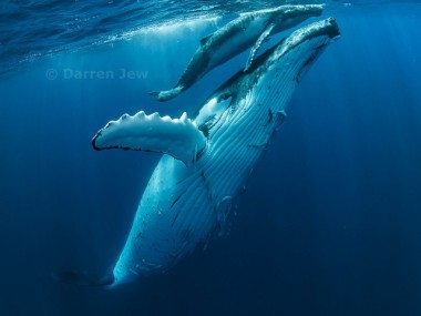 Beautiful whales photo – Darren Jew – Australia