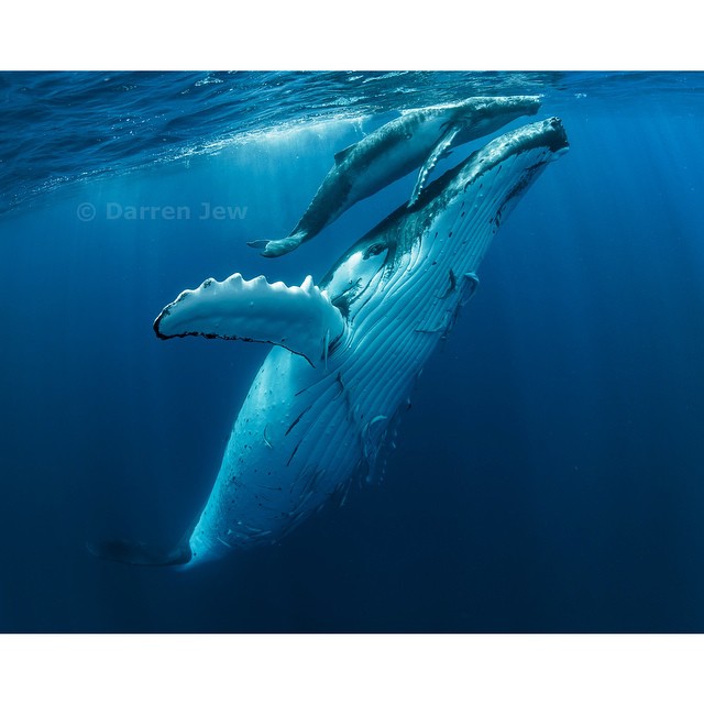 Beautiful whales photo – Darren Jew – Australia