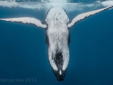 Beautiful whales photo – Darren Jew – Australia