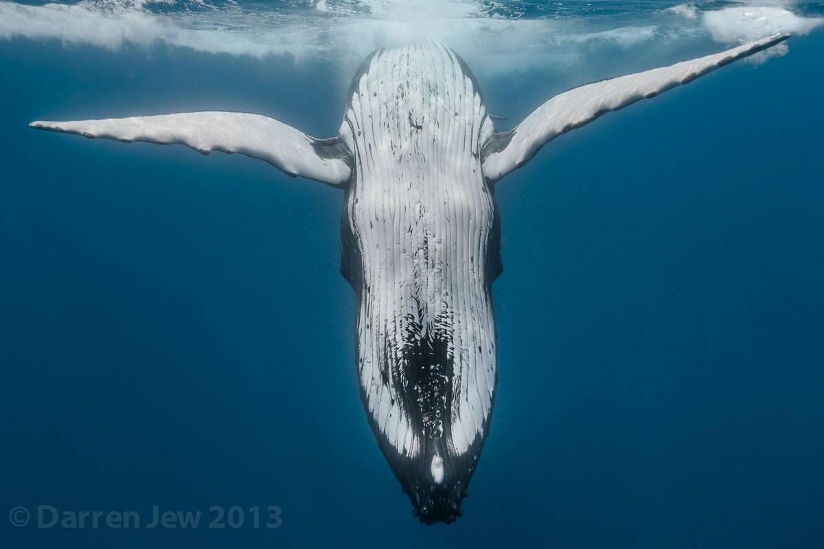 Beautiful whales photo – Darren Jew – Australia