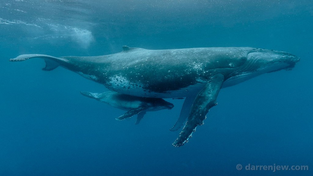 Beautiful whales photography - Darren Jew - Australia