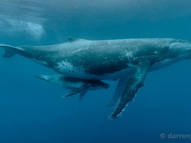 Beautiful whales photography – Darren Jew – Australia