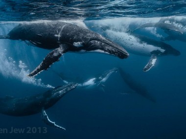 Beautiful whales photography – Darren Jew – Australia