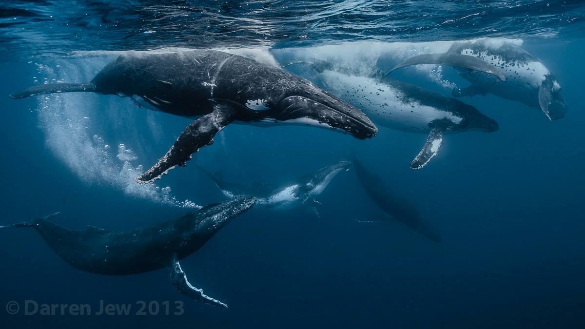 Beautiful whales photography – Darren Jew – Australia