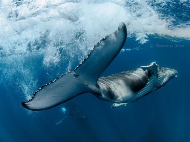 Beautiful whales photography – Darren Jew – Australia