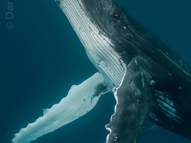 Beautiful whales photography – Darren Jew – Australia