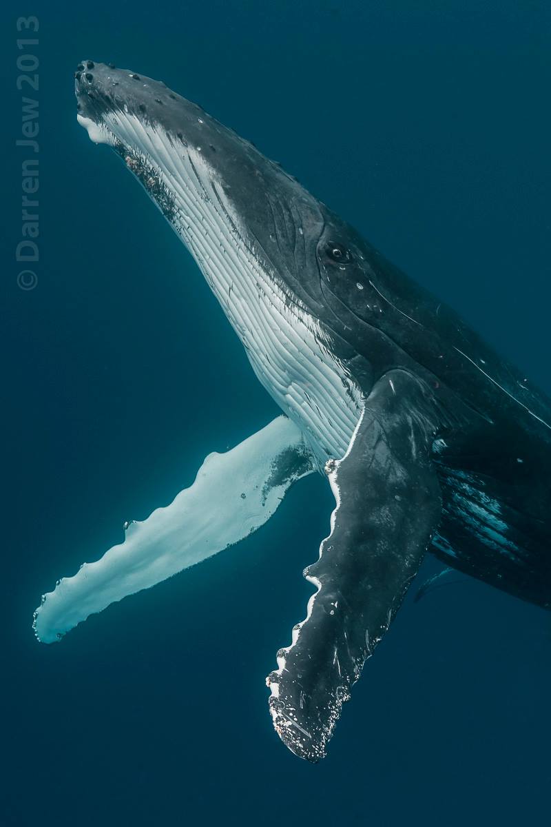Beautiful whales photography – Darren Jew – Australia