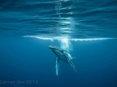 Beautiful whales photography – Darren Jew – Australia