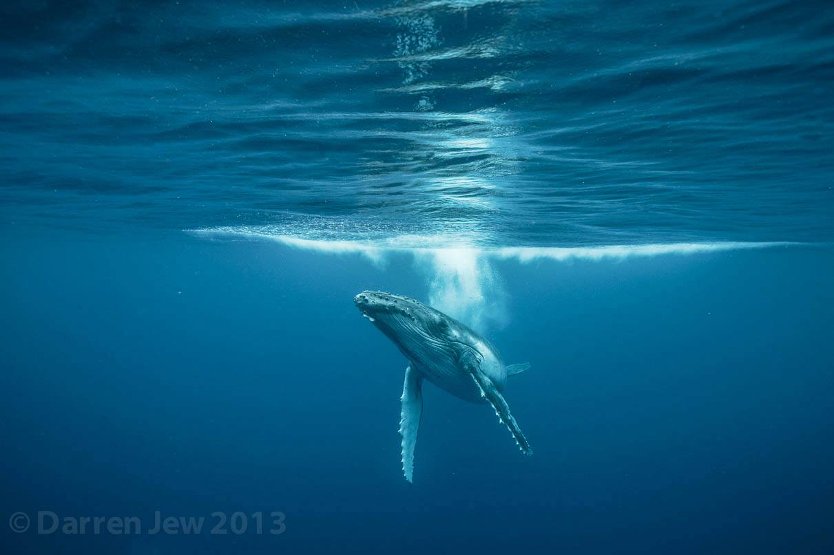 Beautiful whales photography – Darren Jew – Australia