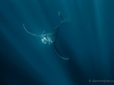 Beautiful whales photography – Darren Jew – Australia