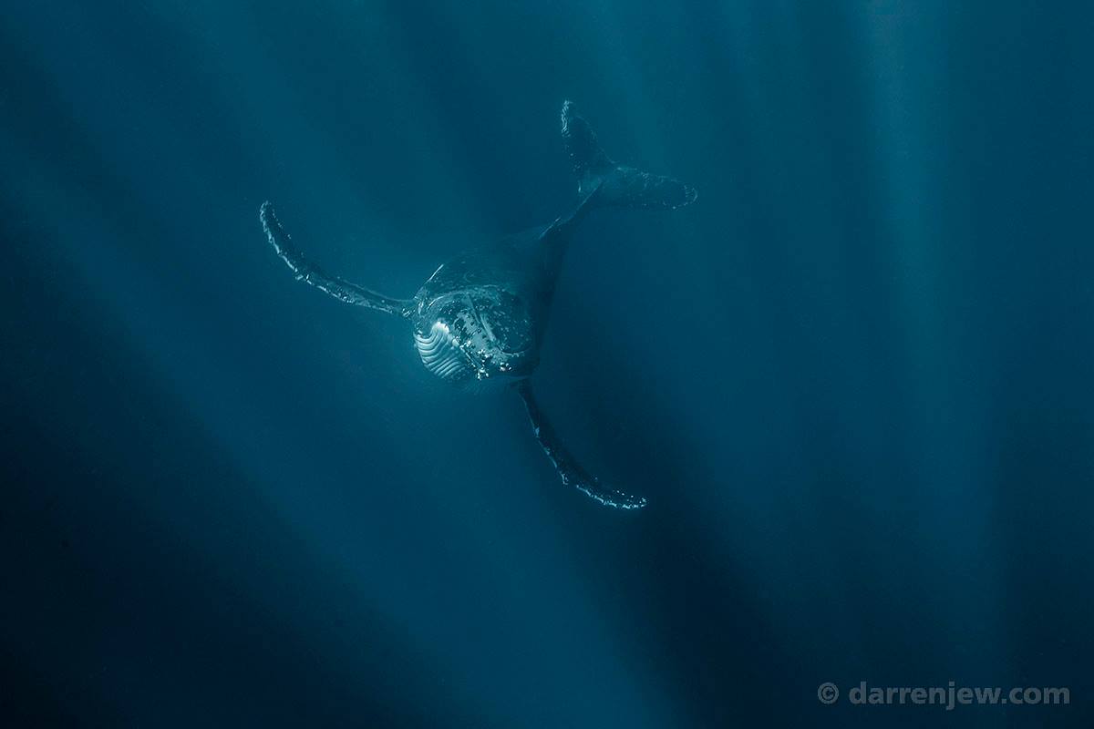 Beautiful whales photography – Darren Jew – Australia