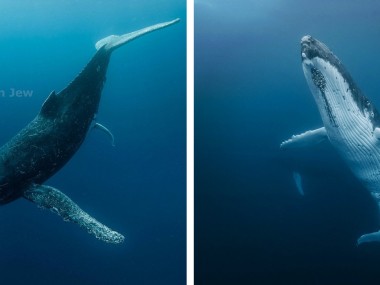 Beautiful under sea photography – Darren Jew – Australia