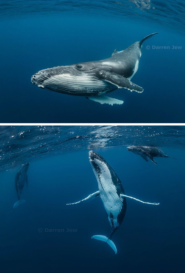 Beautiful under sea photography – Darren Jew – Australia