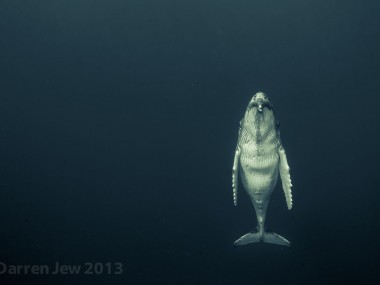 Magnifiques photographies baleines – Darren Jew