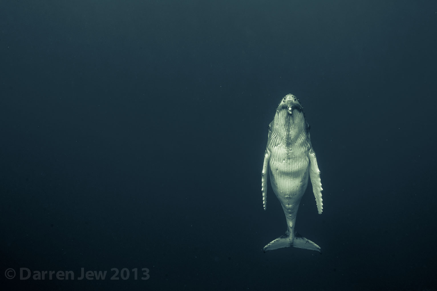 Magnifiques photographies baleines – Darren Jew