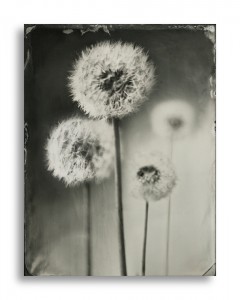 Dave King - Dandylion - Quarter Plate Black Perspex Ambrotype