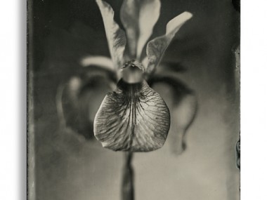 Dave King – Iris – Quarter Plate Black Perspex Ambrotype