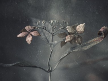 Takashi Suzuki – Hydrangea withered photo