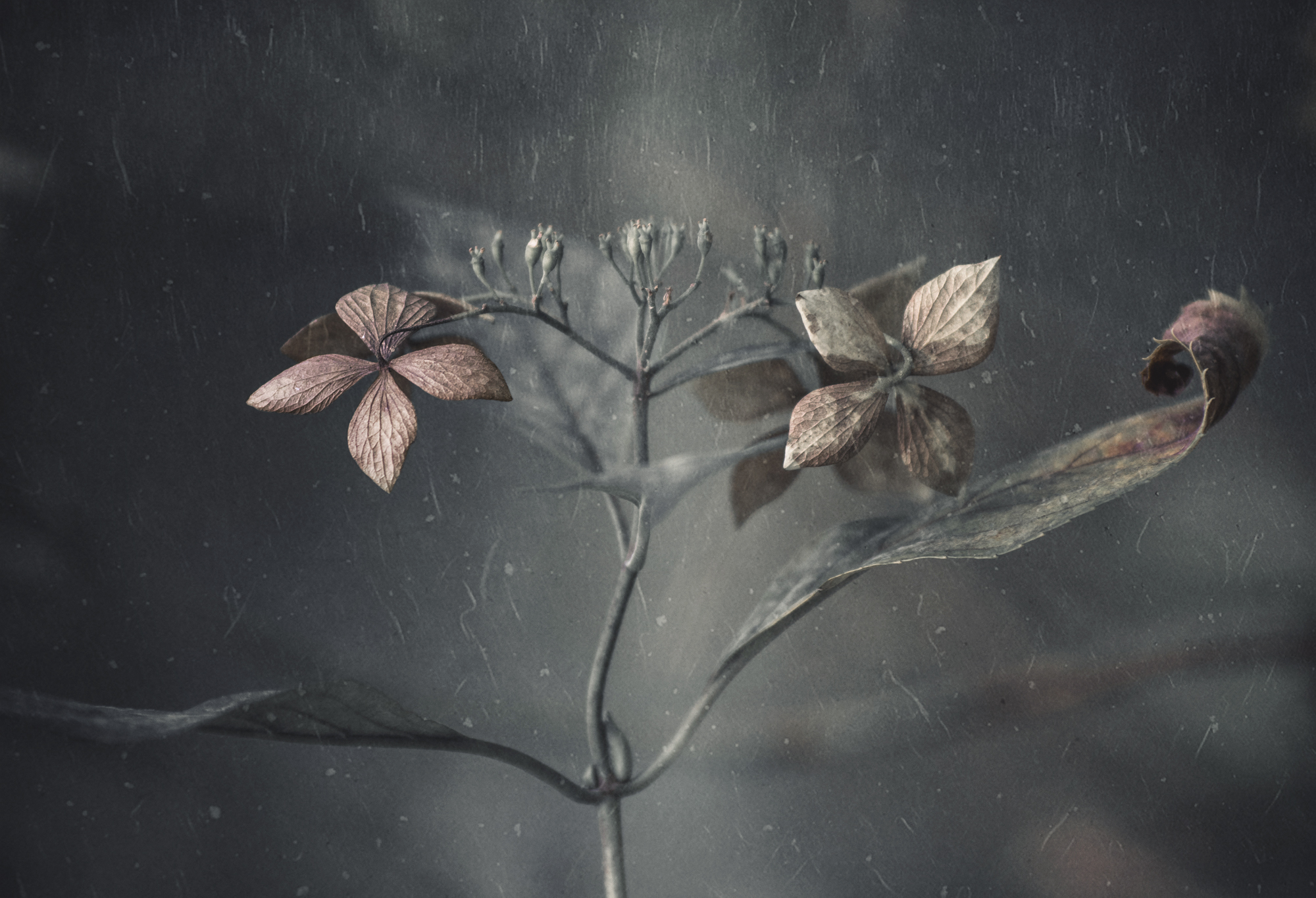 Takashi Suzuki – Hydrangea withered photo