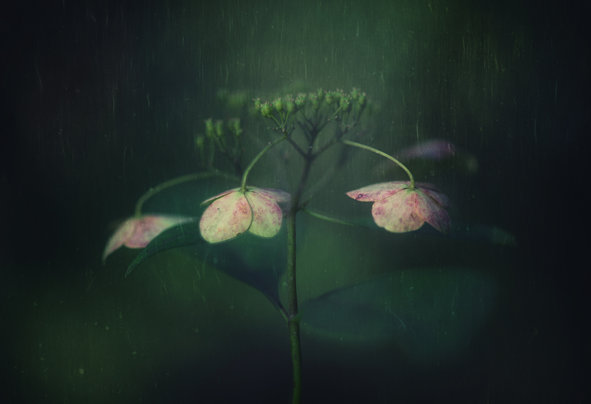 Takashi Suzuki – Hydrangea withered photo