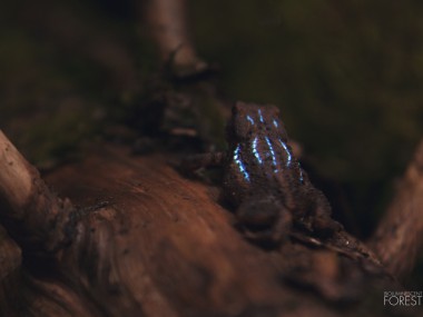 Bioluminescent forest – Toad