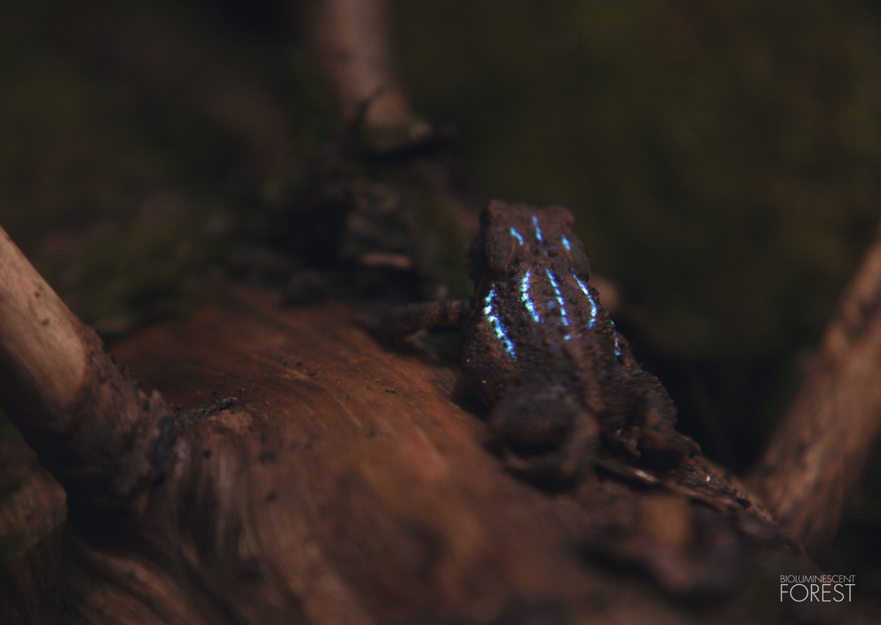 Bioluminescent forest – Toad