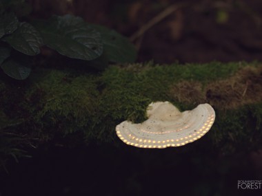 Bioluminescent forest – Ufo_Mushroom