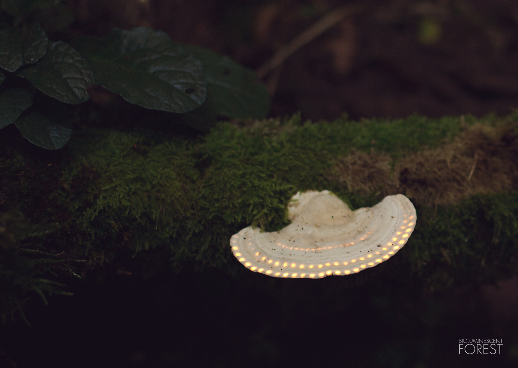 Bioluminescent forest – Ufo_Mushroom